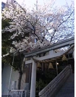 【ミニレポ】桜満開。