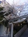 【ミニレポ】桜満開。