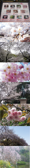 【ミニレポ】有栖川宮記念公園の桜。