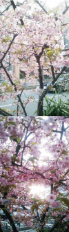【ミニレポ】早咲きの河津桜。