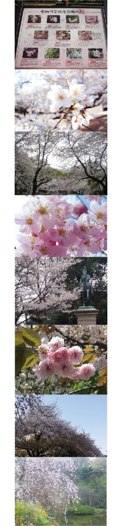 【ミニレポ】有栖川宮記念公園の桜。