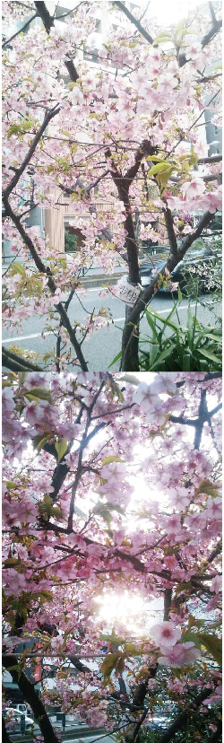 【ミニレポ】早咲きの河津桜。